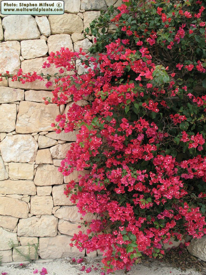 Bougainvillea glabra (Lesser Bougainvillea) :  - the  online Flora of the Maltese Islands.
